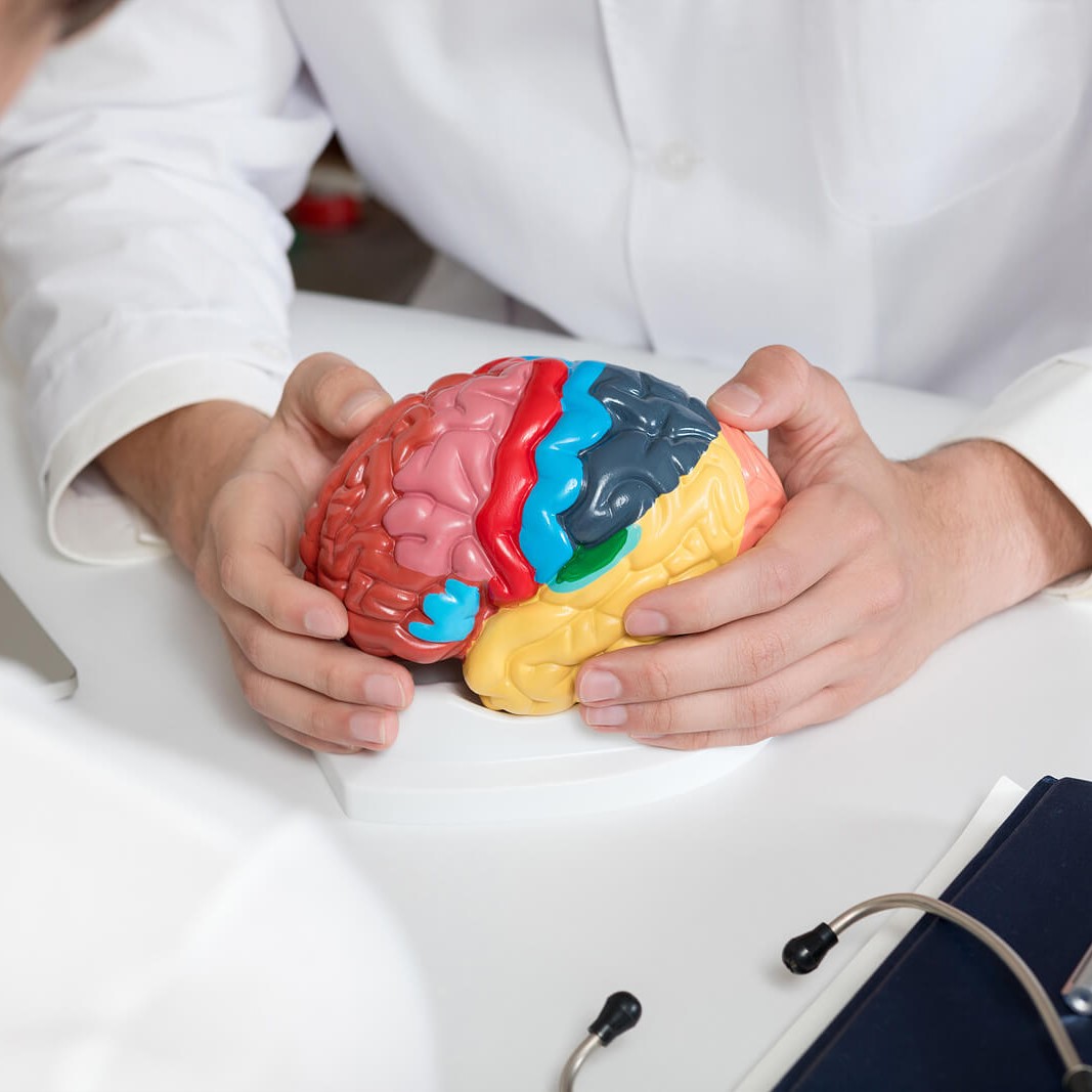 Audiologist holding model of human brain